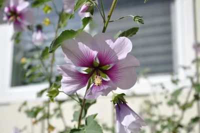 A Spectacular Image of the Tree Mallow in its Natural Habitat