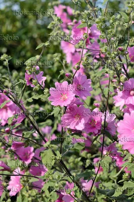 Capturing the Beauty of the Tree Mallow Flower in a Photo