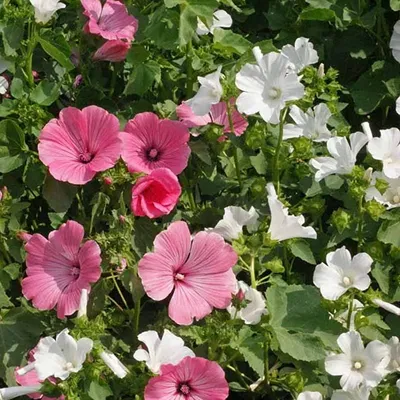 A Stunning Picture of the Tree Mallow in Bloom