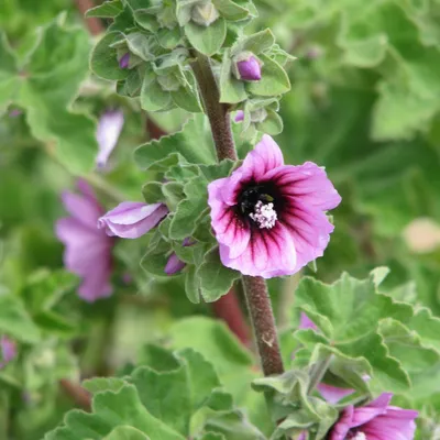 The Tree Mallow: A Photo that Brings Nature to Life