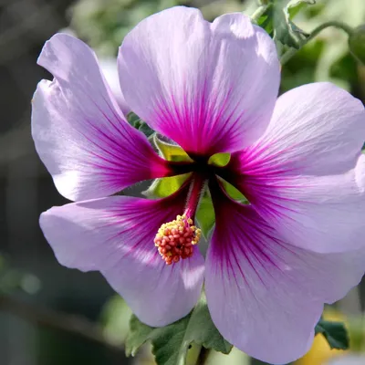 The Tree Mallow: A Flower that Symbolizes Love and Beauty