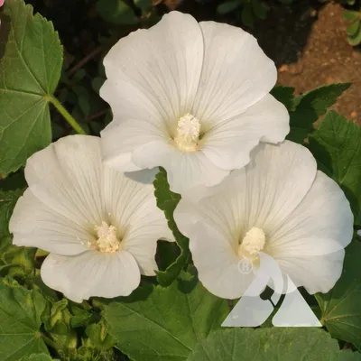 The Tree Mallow: A Picture-Perfect Flower for Any Occasion