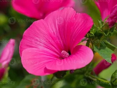 The Tree Mallow: A Flower that Represents Strength and Resilience