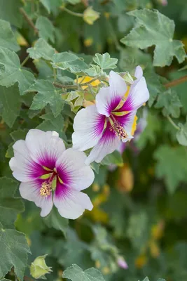 The Tree Mallow: A Stunning Flower in Full Bloom