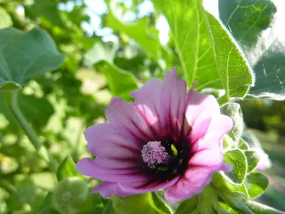 A Magnificent Shot of the Tree Mallow Flower in Full Bloom