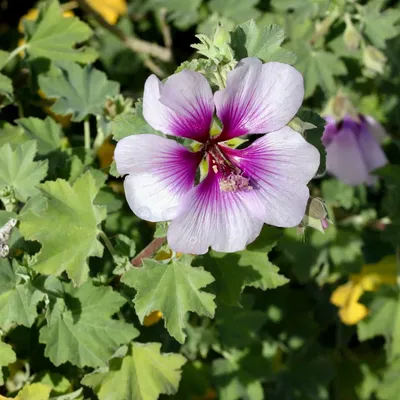 A Vibrant Snapshot of the Tree Mallow Flower