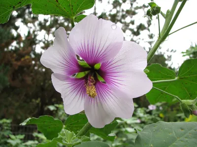 The Tree Mallow: A Stunning Image that Will Take Your Breath Away
