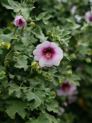 A Captivating Snapshot of the Tree Mallow Flower in its Natural Habitat