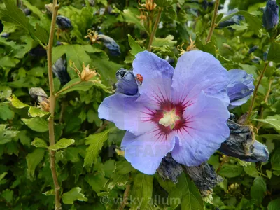 The Tree Mallow: A Picture of Natural Beauty