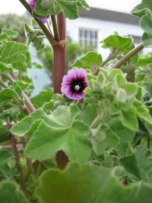 The Tree Mallow: A Flower that is as Unique as it is Beautiful