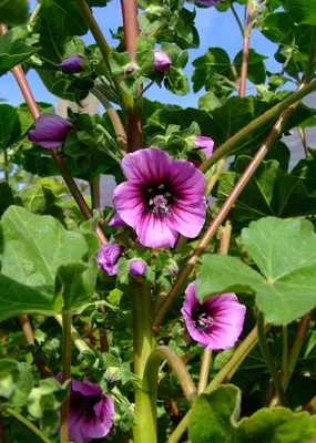 The Tree Mallow: A Flower that is Simply Breathtaking