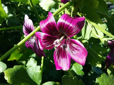 Captivating Tree Mallow in Full Bloom
