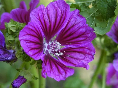 A Picture Perfect Tree Mallow