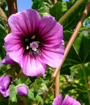 A Flowering Wonder: The Tree Mallow in its Full Glory