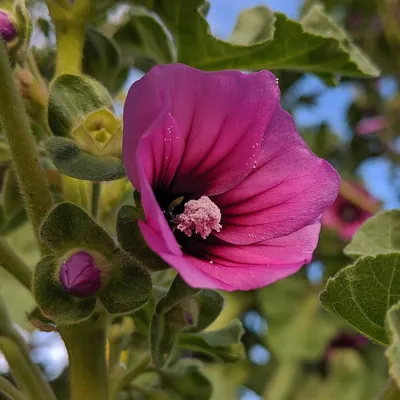 Tree Mallow in All Its Glory