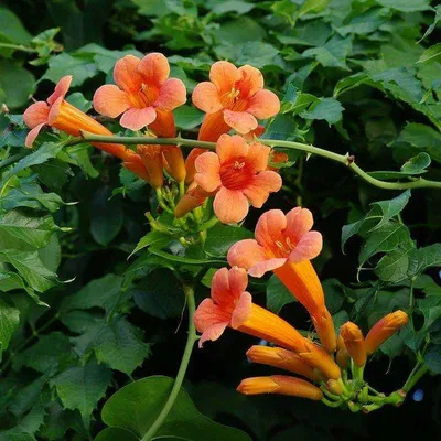 The elegance of Trumpet vine captured in a picture