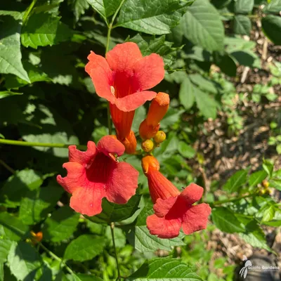Stunning Trumpet vine flower close-up