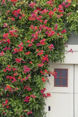 A beautiful Trumpet vine with its trumpet-shaped flowers