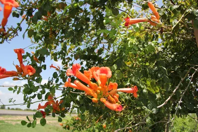 The vibrant colors of the Trumpet vine in a photo