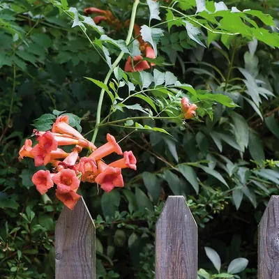 A beautiful Trumpet vine flower in all its glory