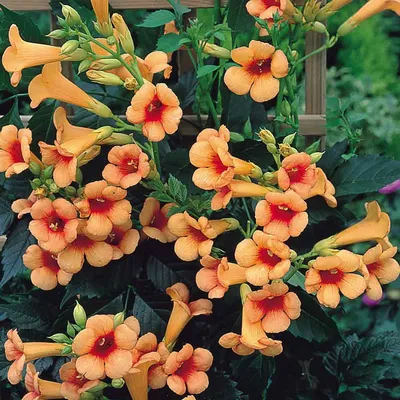 The beauty of the Trumpet vine captured in an image