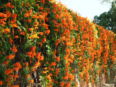 A magnificent Trumpet vine in its natural setting