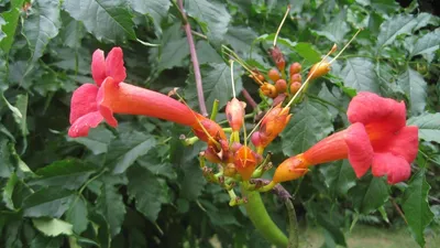 A beautiful Trumpet vine with its vibrant colors