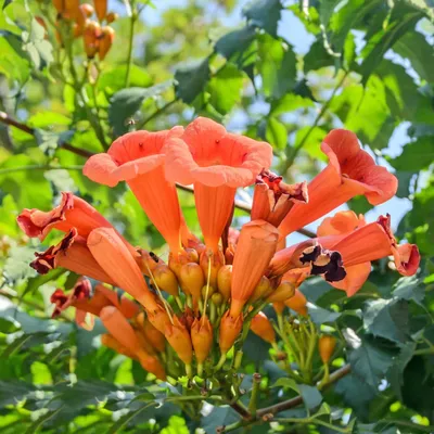 The gorgeous Trumpet vine in full bloom