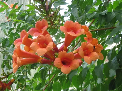 A breathtaking Trumpet vine in all its glory