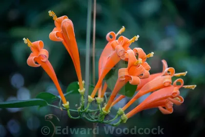 A beautiful Trumpet vine with its intricate flowers.