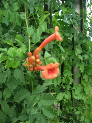 The Vibrant Colors of the Trumpet Vine in Full Bloom