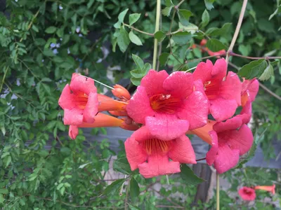 The Trumpet Vine: A Flowering Plant to Admire