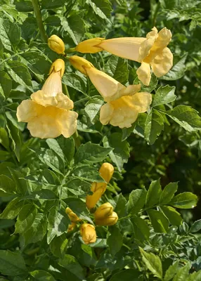 A Picture of the Trumpet Vine's Intricate Blooms