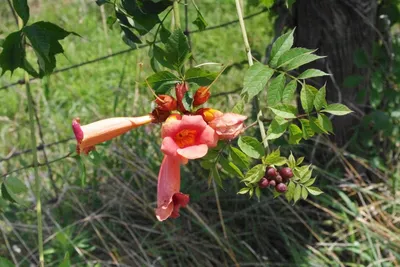 The Trumpet Vine: A Flower That Attracts Hummingbirds and Butterflies