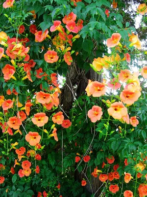 The Trumpet Vine: A Plant That Adds Beauty to Any Landscape
