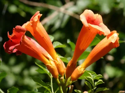 The Trumpet Vine: A Flower That Will Add a Pop of Color to Your Garden