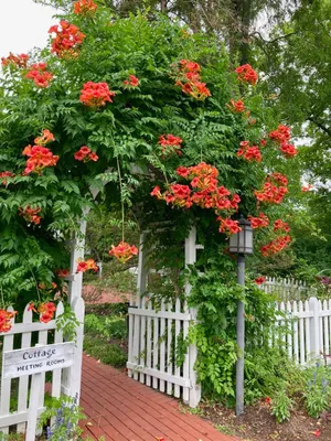 A Snapshot of the Trumpet Vine's Exquisite Blooms