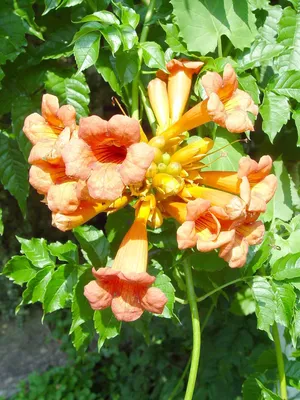 The Trumpet Vine: A Plant That Will Impress Your Guests