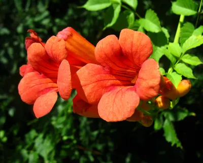 The Trumpet Vine: A Flower That Will Thrive in Any Soil