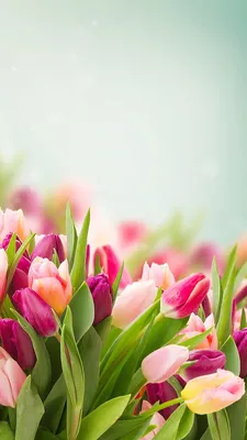 A Stunning Tulip Close-Up