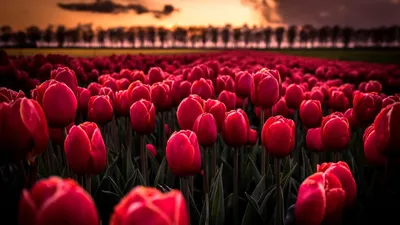 A Captivating Tulip in a Field of Color