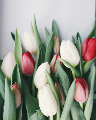 A Beautiful Tulip in a Vase