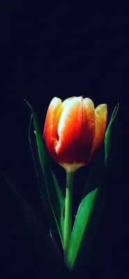 A Delicate Tulip in a Flower Arrangement
