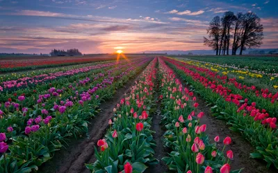 A Vibrant Tulip in a Sea of Flowers