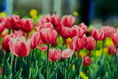 A Picture-Perfect Tulip for Your Home