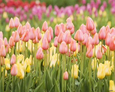 An Elegant Tulip for Your Desktop