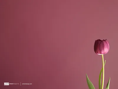 A Vibrant Tulip That Will Make Your Heart Sing