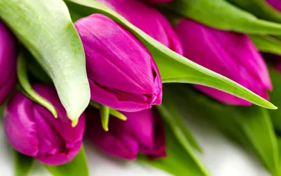 A Perfectly Formed Tulip That Will Impress Your Guests