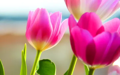 Gorgeous Tulip in Full Bloom