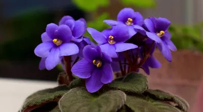 The Graceful Elegance of the Violet Slipper Flower